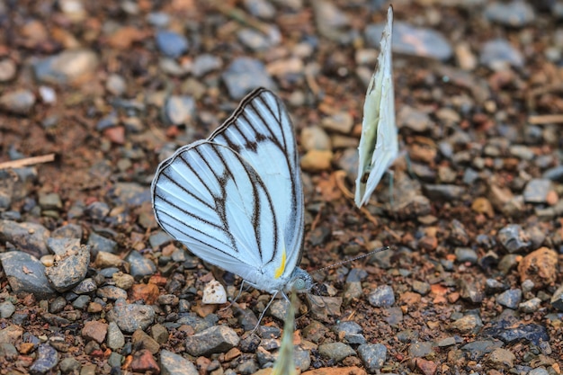 Beautiful Butterfly