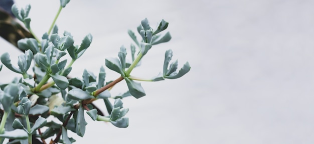 Beautiful cactus cacti succulent plants banner with copy space. Green house plants.