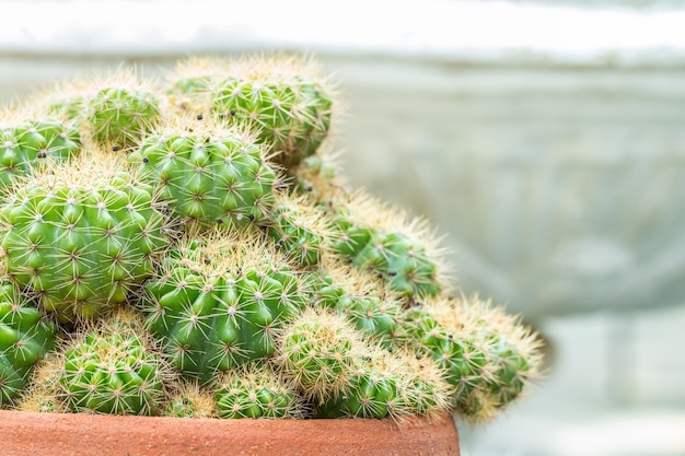 Beautiful cactus on clay pots.