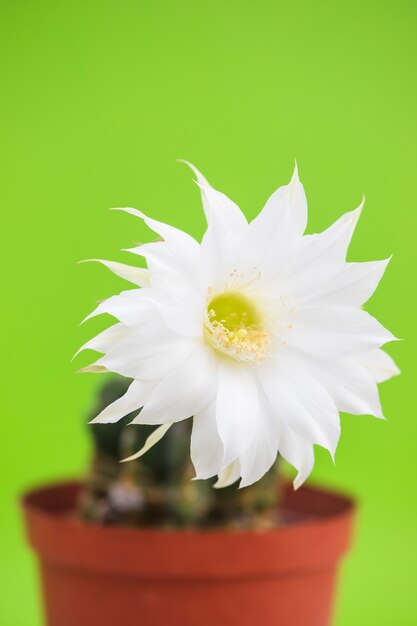 Beautiful cactus flower on green background