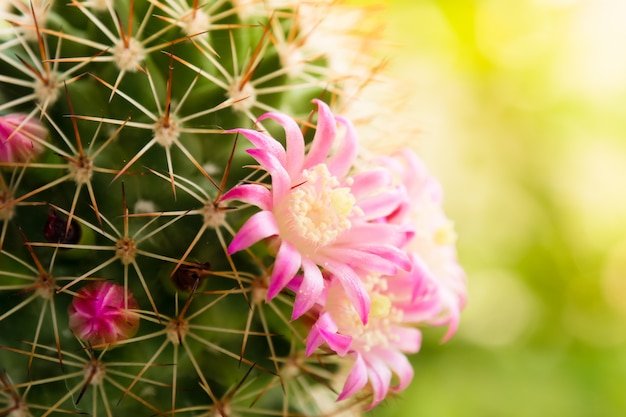 Beautiful cactus flower on sunlight