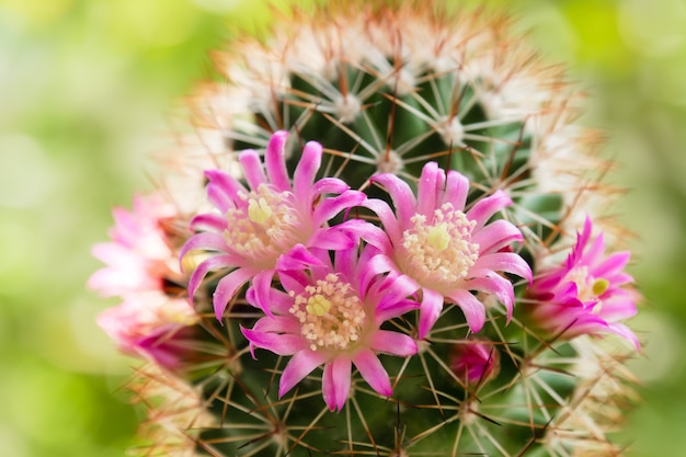 Beautiful cactus flower on sunlight