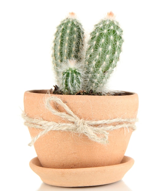 Beautiful cactus in flowerpot isolated on white