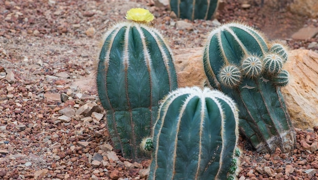 Foto bellissimo cactus sul ciottolo