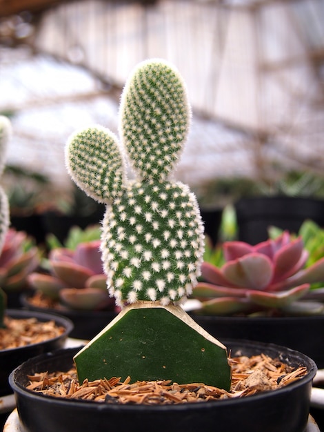 Beautiful cactus plants in pots.