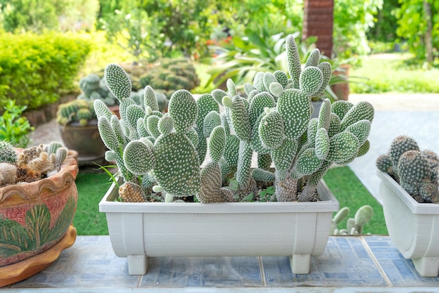 Beautiful cactus in pot. Widely cultivated as an ornamental plant. Selective focus close-up shot.