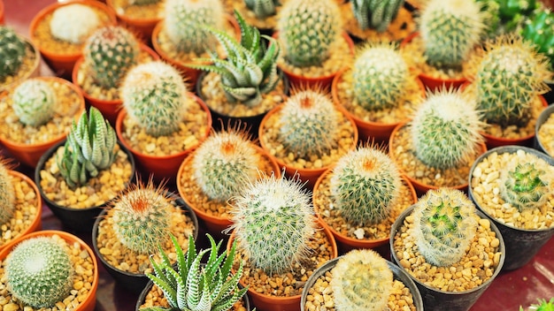 beautiful cactus in pot