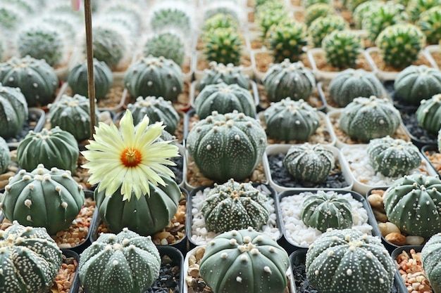 Beautiful cactus for sell