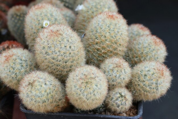 Photo beautiful cactus for sell