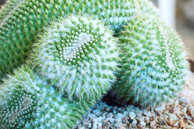 Photo beautiful cactus for sell