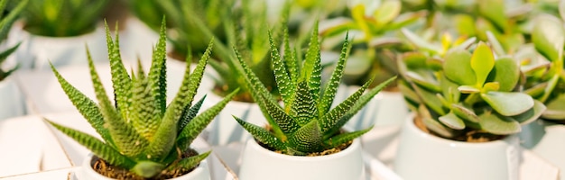 白い鉢に入った美しいサボテンや多肉植物が店頭に並んでいます。この植物には