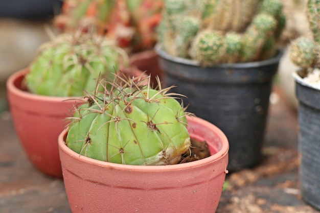 Beautiful cactus in tropical