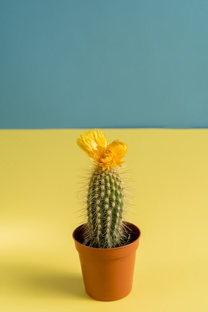 Beautiful cactus with flower