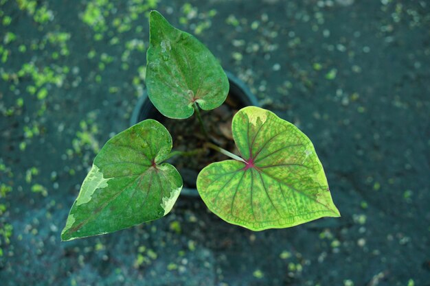 Beautiful Caladium bicolor colorful leaf in the garden