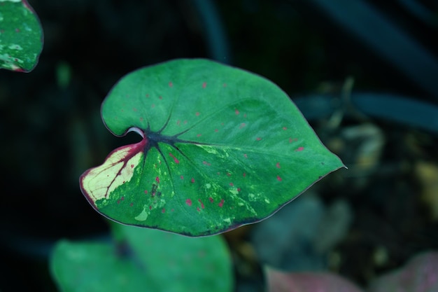 Красивый двухцветный цветной лист Caladium в саду