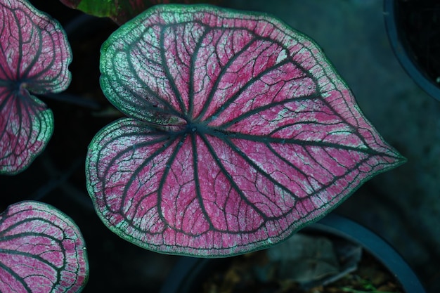 Красивый двухцветный цветной лист Caladium в саду