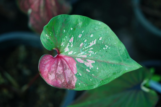 Красивый двухцветный цветной лист Caladium в саду