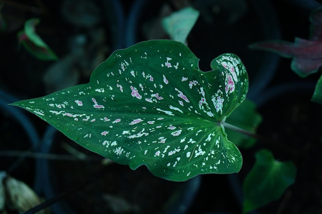 Beautiful Caladium bicolor colorful leaf in the garden