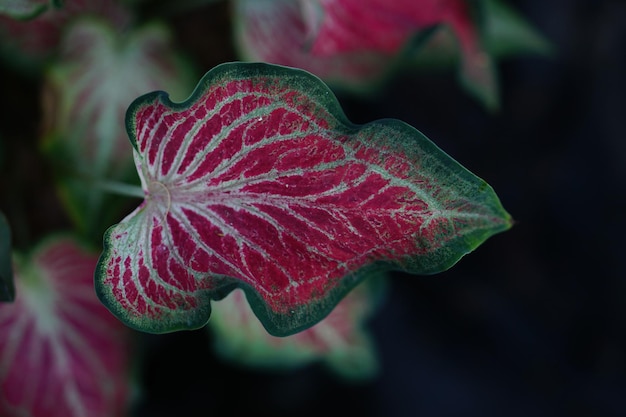 Красивый двухцветный цветной лист Caladium в саду