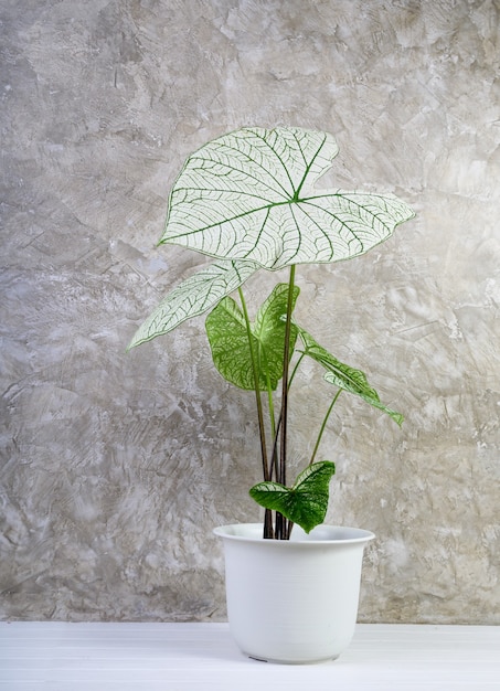 Красивые Caladium Bicolor Vent, Araceae, комнатные растения крыльев ангела в современном белом горшке на белом деревянном полу и фоне цементной стены