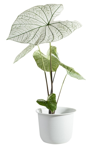 Bella caladium bicolor ventaraceae piante d'appartamento con ali d'angelo in vaso bianco moderno isolato su bianco con percorso di ritaglio