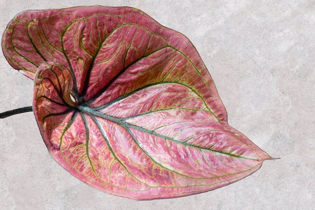 아름 다운 Caladium 절연