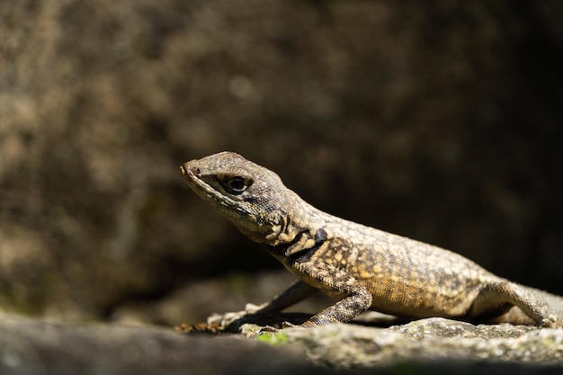 Beautiful Calango lizard free in nature in the park in Rio de Janeiro Brazil Selective focus