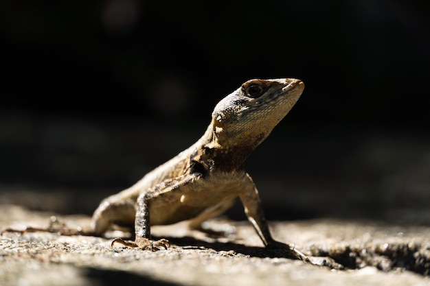 Beautiful Calango lizard free in nature in the park in Rio de Janeiro Brazil Selective focus