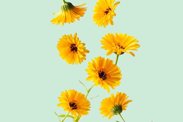 Beautiful calendula flowers flying in the air against blue green background