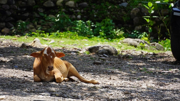 Beautiful calf image rest under tree hd