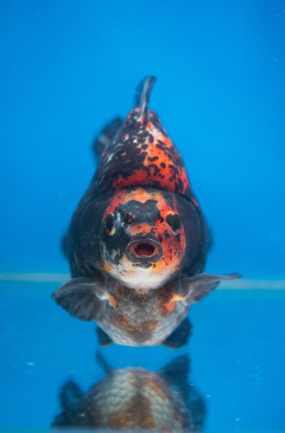 Foto bellissimo pesce rosso calico ryukin in un acquario di vetro d'acqua dolce sullo sfondo blu