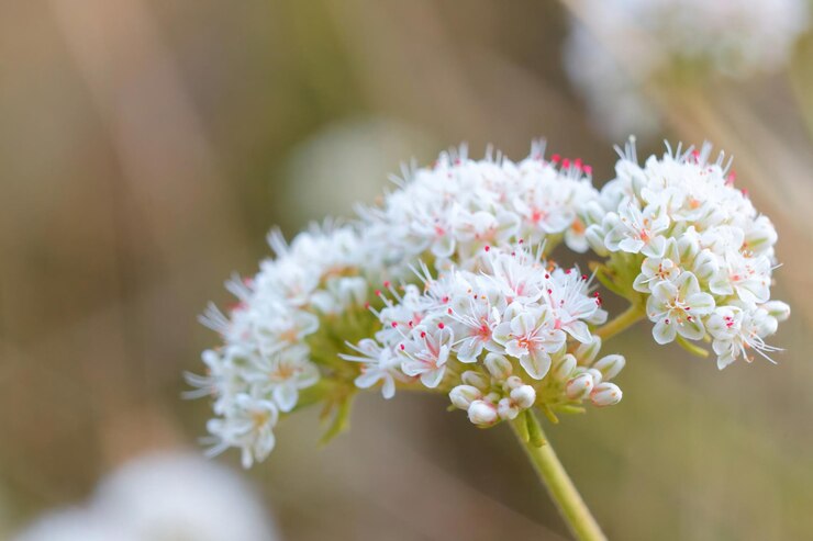 晴れた日に庭にある美しいカリフォルニアソバの花
