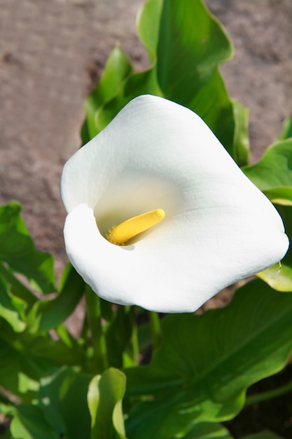 a beautiful calla flower