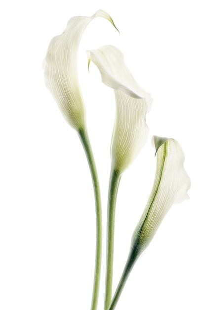 Foto bellissimi fiori di calla isolati su sfondo bianco.