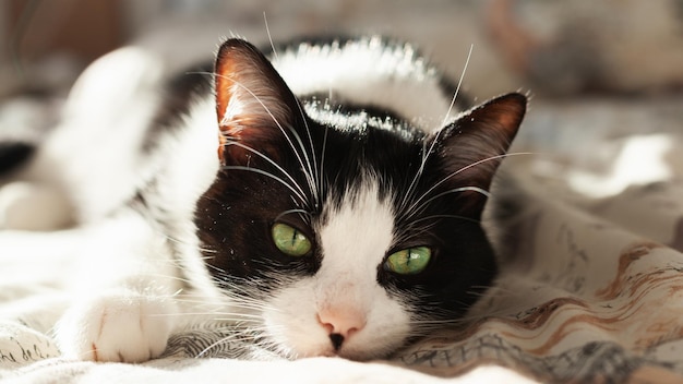 リネンの上に横たわっている美しい落ち着いた黒と白の緑の目の猫