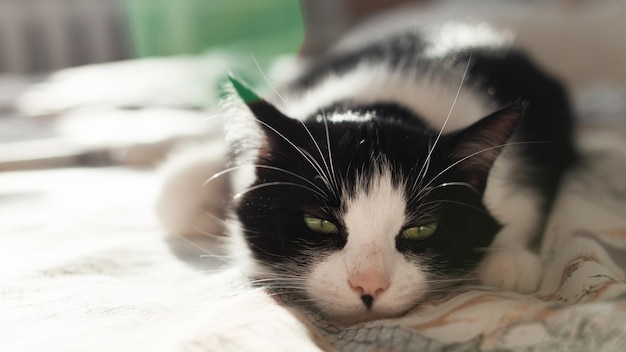 Beautiful calming black and white green eyes cat lying on linen