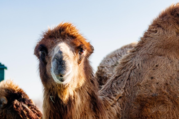 Beautiful camel head against the blue sky