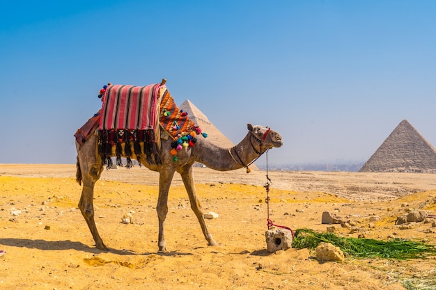 Красивый верблюд в пирамидах гизы, старейшем погребальном памятнике в мире, каир, египет