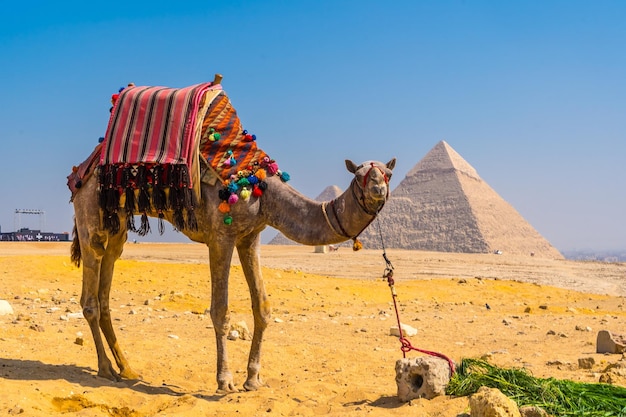 A beautiful camel in the Pyramids of Giza the oldest Funerary monument in the world