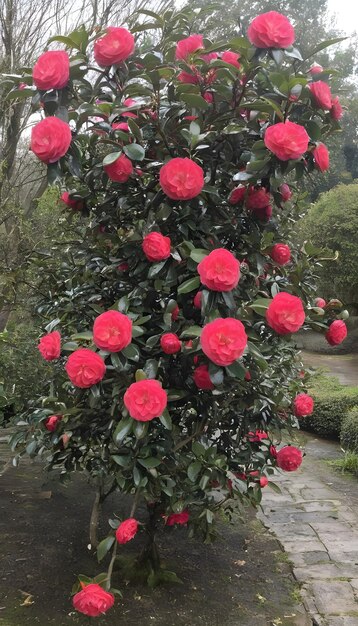 Foto bellissimo cespuglio di camellia japonica