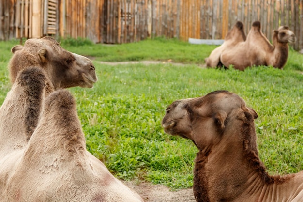 Beautiful camels rest on the grass