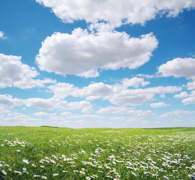 beautiful camomile meadow at day nature landscape composition
