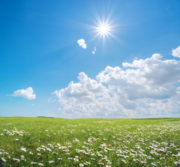 Beautiful camomile meadow at day