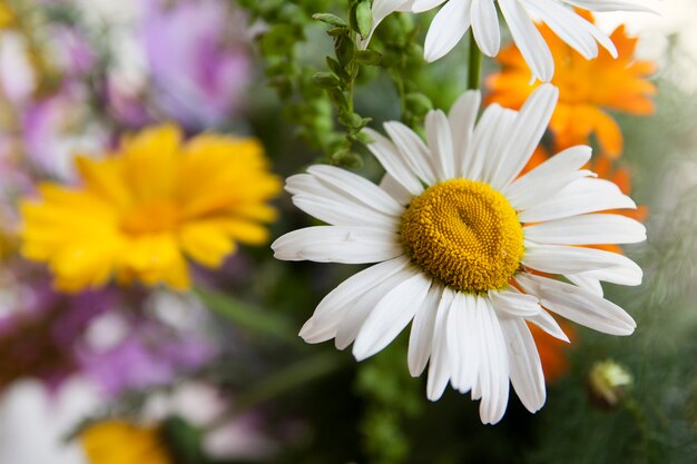 Beautiful camomile on a surface of wildflowers and herbs