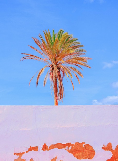 Beautiful Canarian location palm tree Travel aesthetic stylish wallpaper