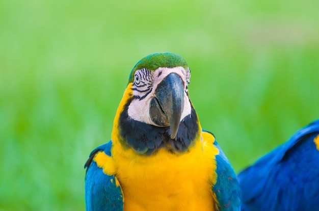 Красивый Caninde Macaw на бразильских водно-болотных угодьях