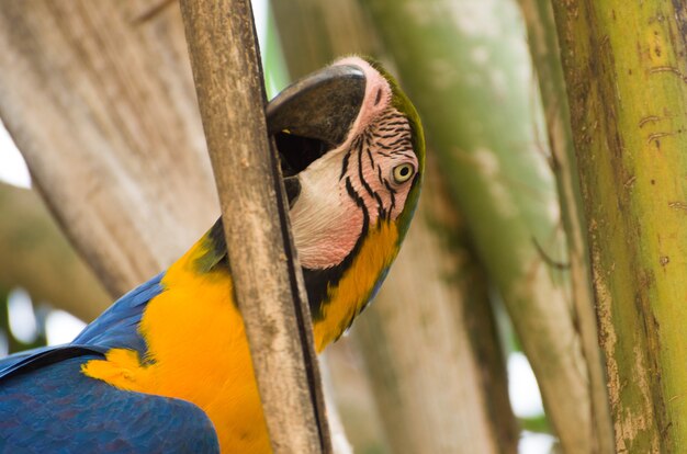 ブラジルの湿地帯にある美しいカニンデコンゴウインコ