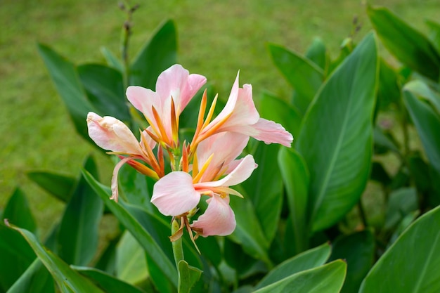 Beautiful canna flower with green leaves in the garden