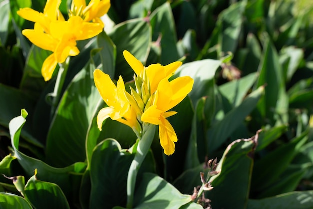 Beautiful canna flower with green leaves in the garden