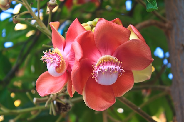 Beautiful Cannon Balltree Flower 